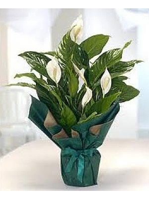 Spatifilyum ( Bar iei )